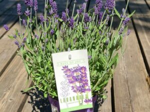 Lavendel angustifolia 'Ardèche blue'