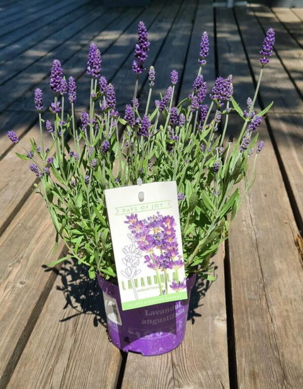 Lavendel angustifolia 'Ardèche blue'