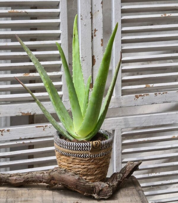 Aloe vera