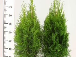 Lebensbaum Thuja 80/100cm