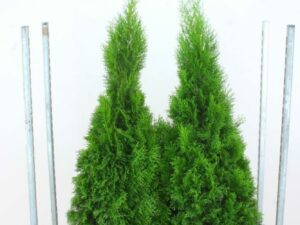 Lebensbaum Thuja 150/175cm