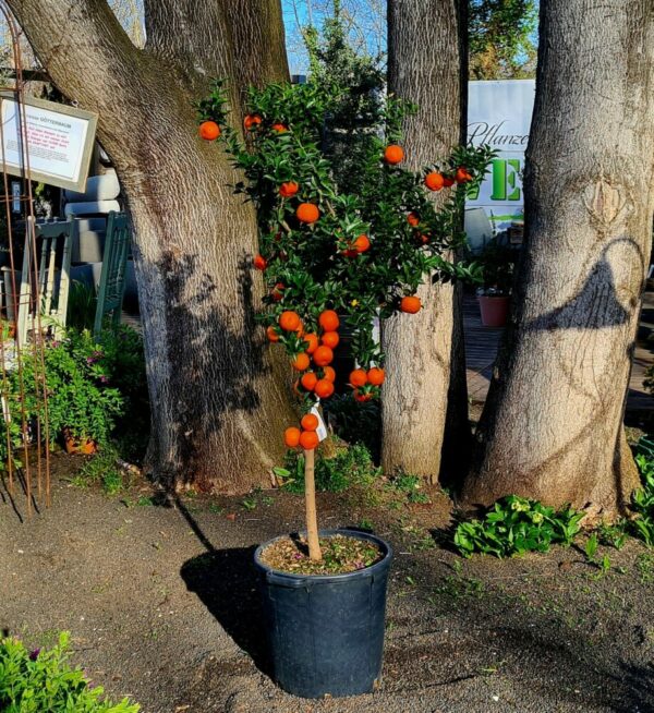 Bittermandarine