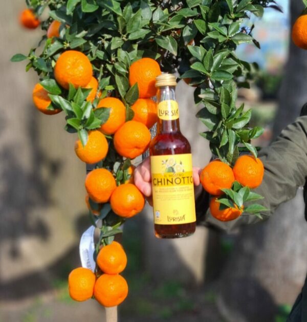 Bittermandarine – Bild 3