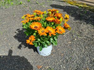 Kapmargrite orange