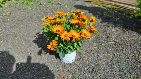 Kapmargrite orange