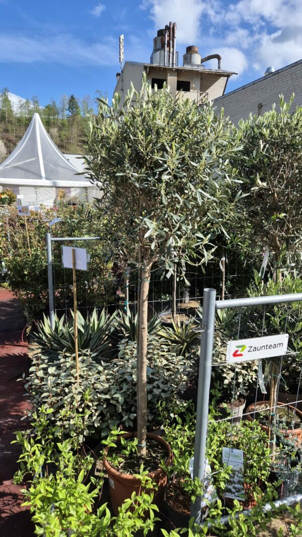 Olivenbaum Kugelkrone 200cm