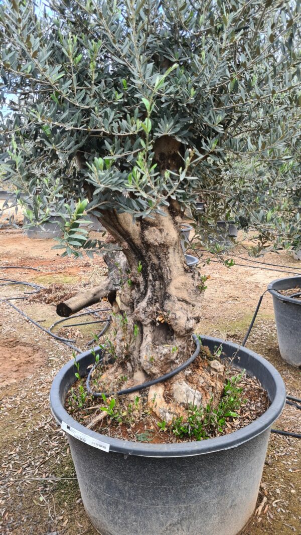 Olivenbaum knorrig