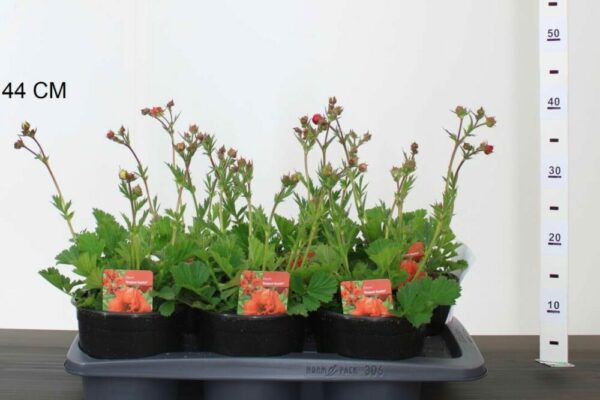 Chilenischer Nelkenwurz – Bild 3