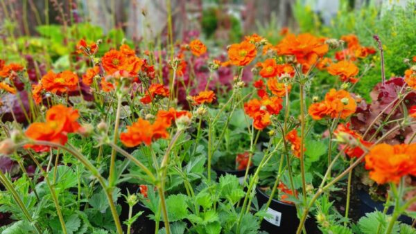 Chilenischer Nelkenwurz – Bild 2
