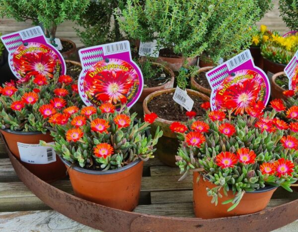 Mittagsblume rot – Bild 2