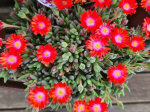Mittagsblume rot