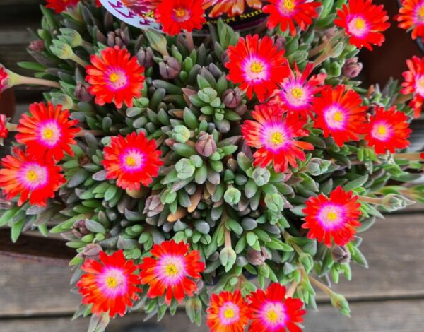 Mittagsblume rot