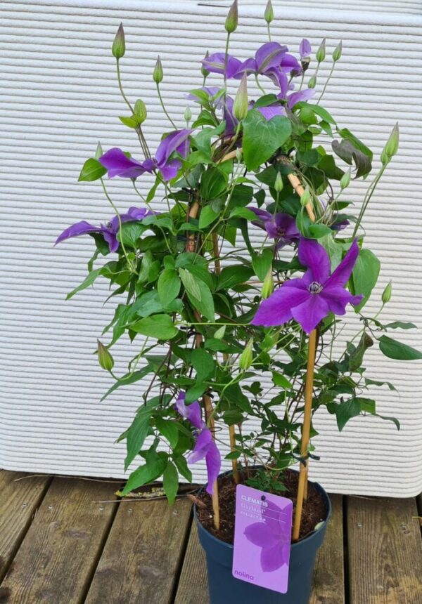 Clematis am Bogen blau/lila