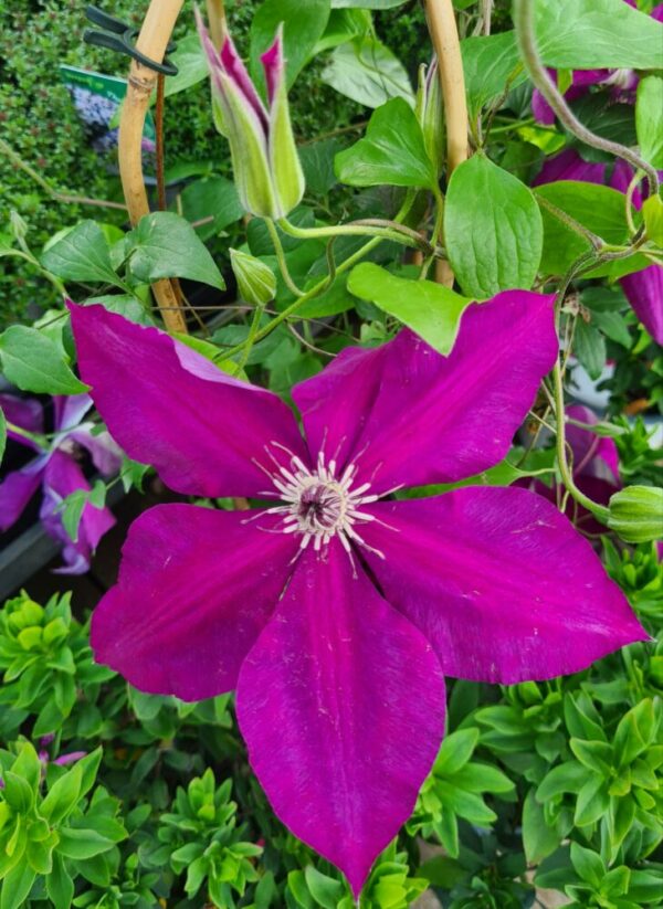 Clematis am Bogen blau/lila – Bild 2