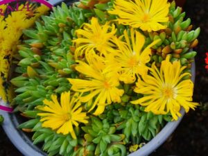 Mittagsblume gelb
