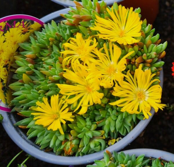 Mittagsblume gelb