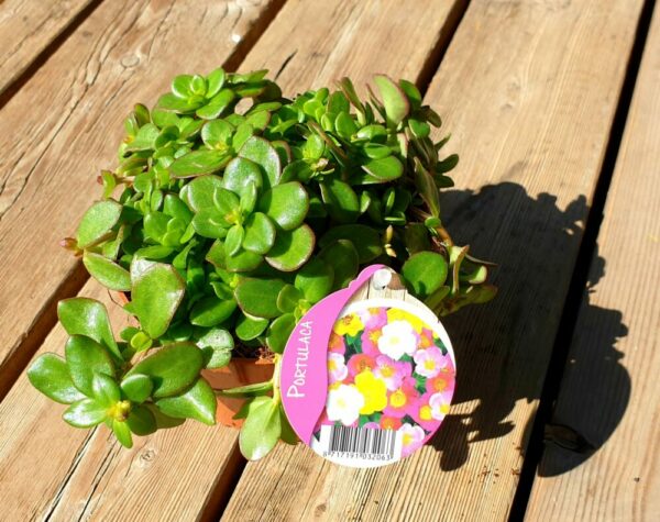 Portulacröschen 12cm Topf – Bild 2
