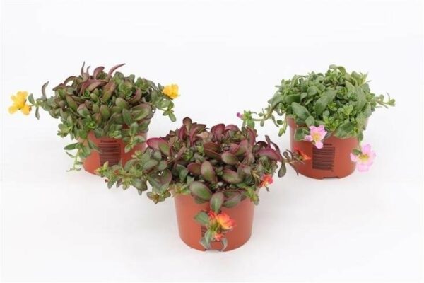 Portulacröschen 12cm Topf – Bild 3