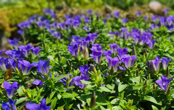 Sommer Enzian – Bild 3
