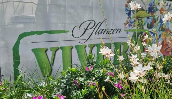 Weisse Prachtskerze – Bild 3