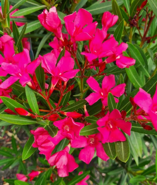 Oleander dunkelrosa – Bild 2