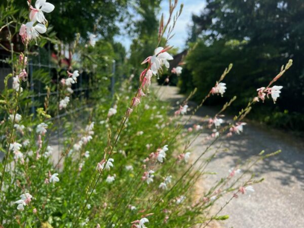 Weisse Prachtskerze – Bild 4
