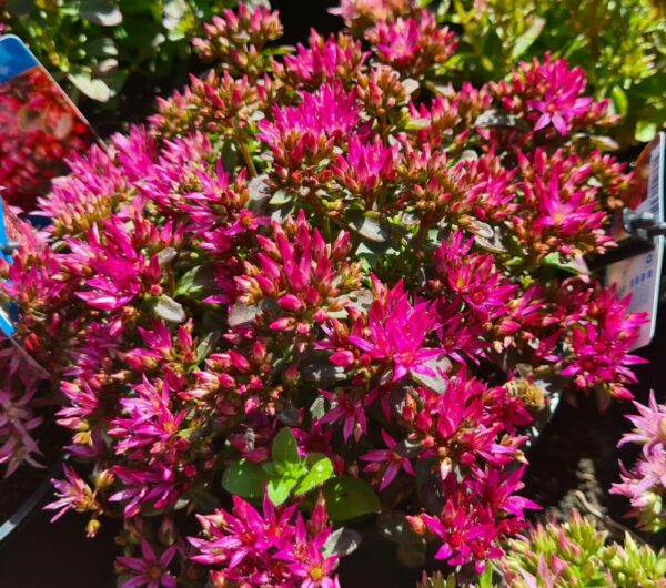Kaukasus Asienfetthenne violett – Bild 2