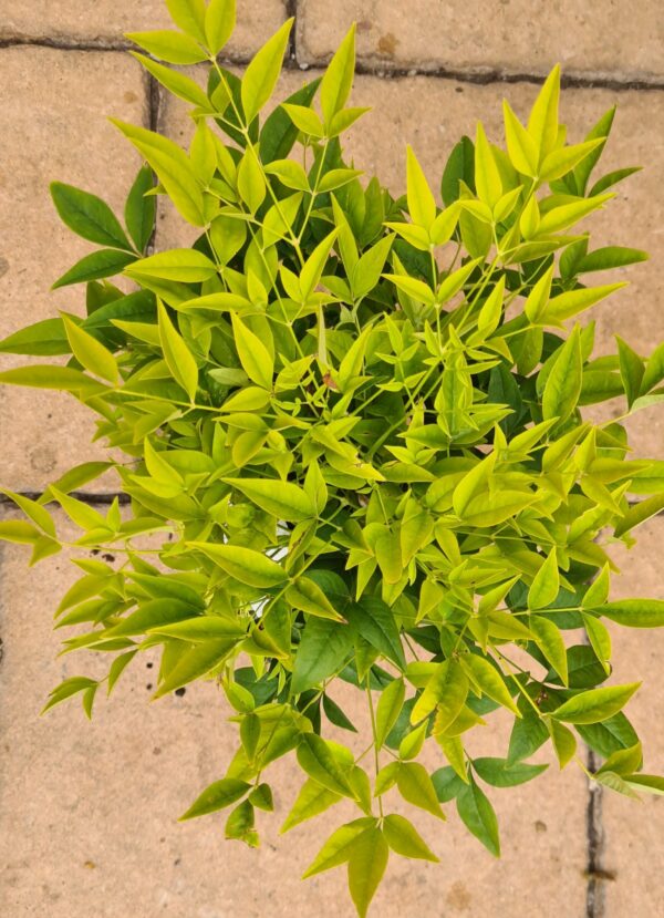 Himmelsbambus Lemon – Bild 2