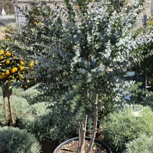 Eucalyptus mehrstämmig