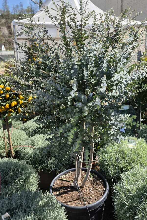 Eucalyptus mehrstämmig