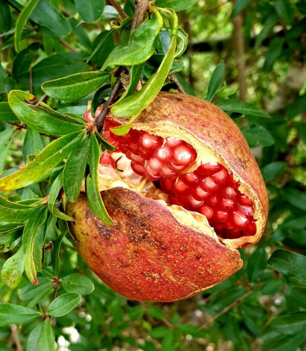 Zwerg Granatapfel Ministamm – Bild 3