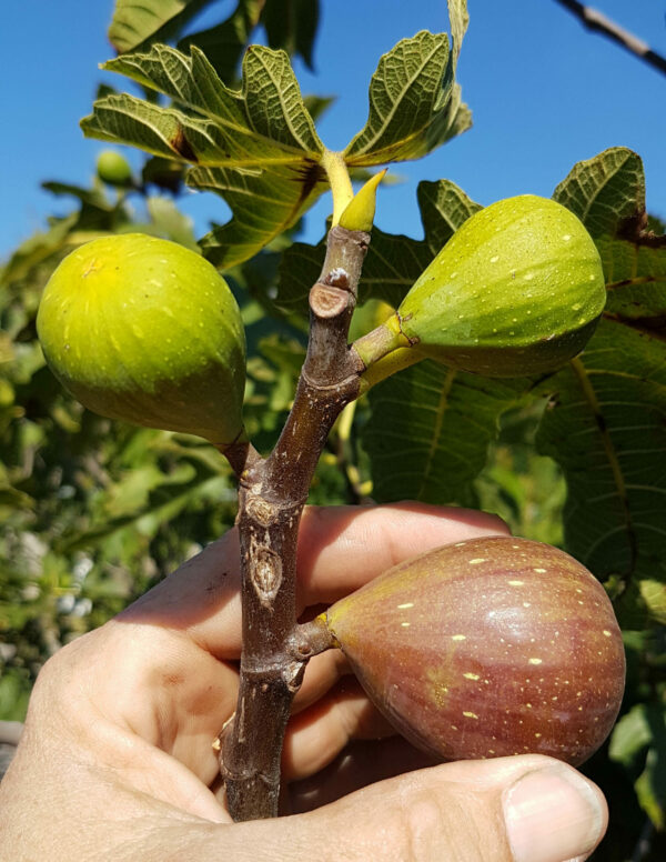 Feigenbaum Strauch Brown Turkey – Bild 2