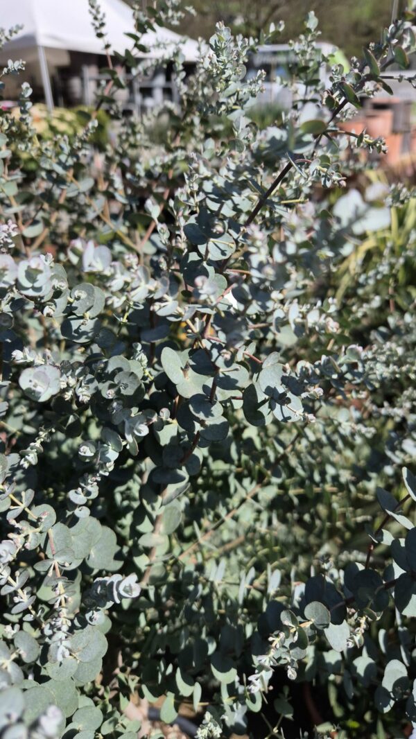 Eucalyptus mehrstämmig – Bild 2