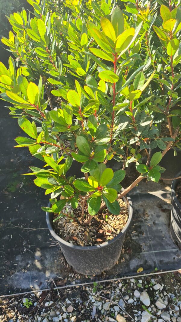 Erdbeerbaum Strauch – Bild 2