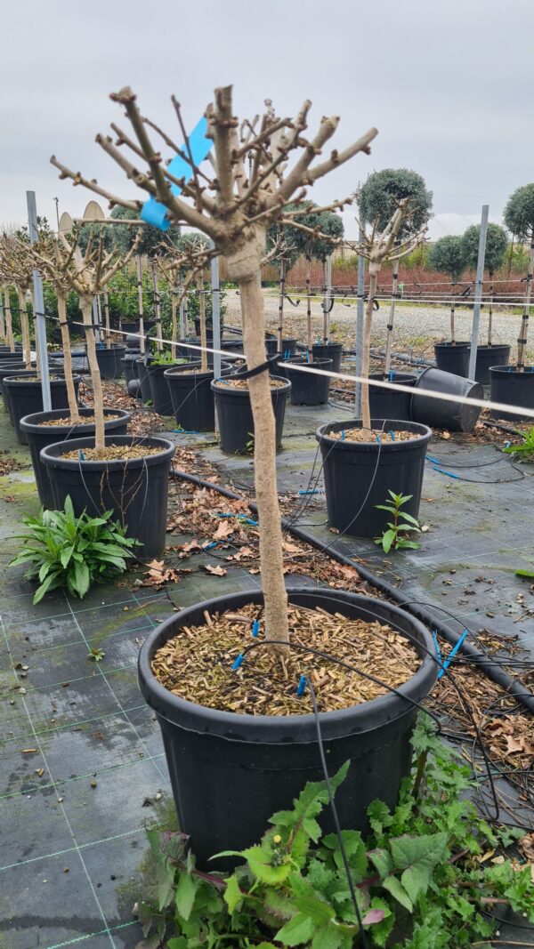 Ginkgo Viertelstamm Sorte Mariken – Bild 2