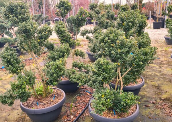 Bergilex Bonsai