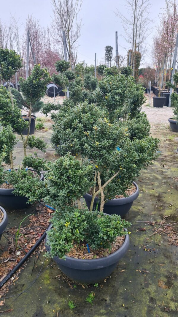 Bergilex Bonsai – Bild 2