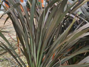 Flachs Dark Delight