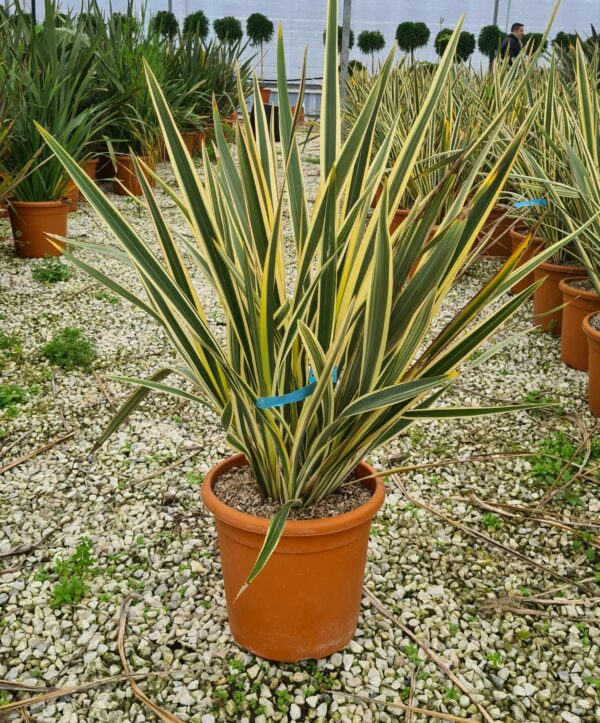 Flachs variegatum