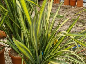 Flachs Yellow Wave