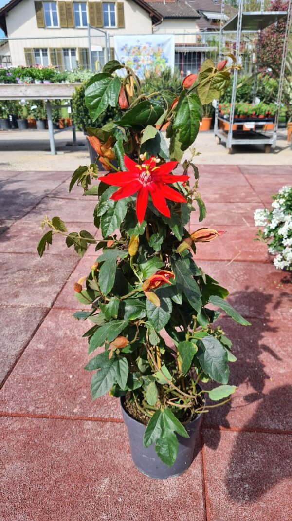 Passionsblume rot