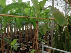 Winterharte Bananenpflanze gross