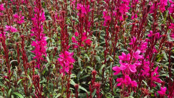 Rote Prachtskerze – Bild 2