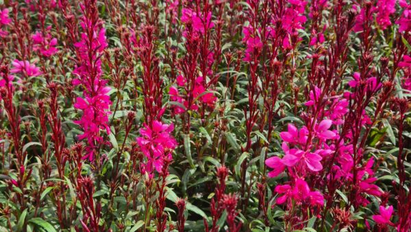 Rote Prachtskerze – Bild 2