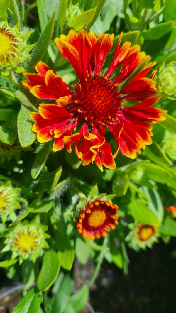Kokardenblume – Bild 2