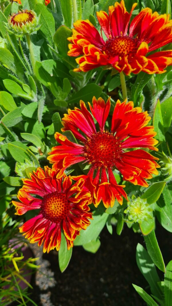 Kokardenblume