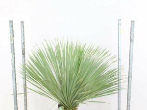 Big Bend Yucca 30cm Stamm