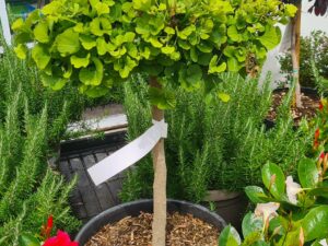 Ginkgo Stamm Sorte Troll