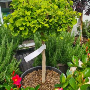 Ginkgo Stamm Sorte Troll
