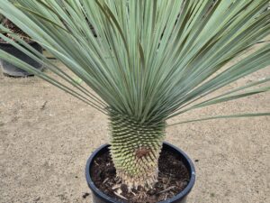 Big Bend Yucca 30cm Stamm